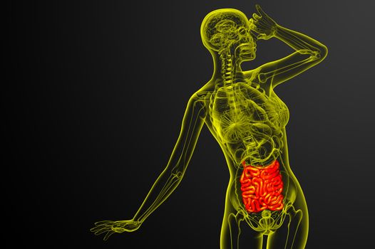 3d rendered illustration of the small intestine - front view