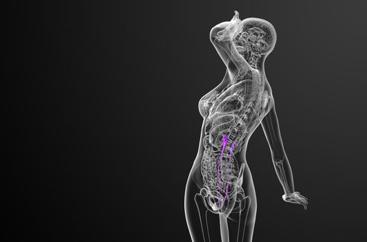 3d render medical illustration of the ureter - side view