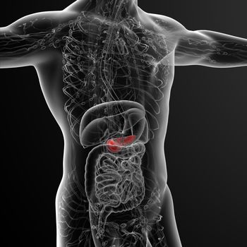 3d render medical illustration of the gallblader and pancrease - side view