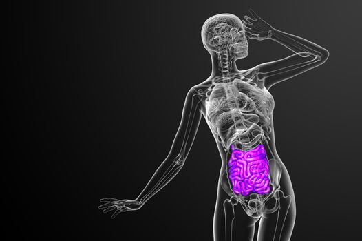 3d rendered illustration of the small intestine - front view