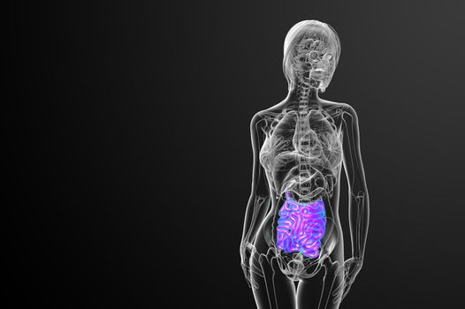 3d rendered illustration of the small intestine - front view