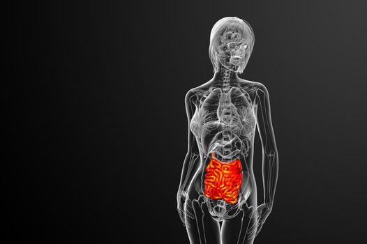 3d rendered illustration of the small intestine - front view