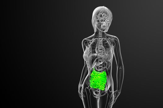 3d rendered illustration of the small intestine - front view