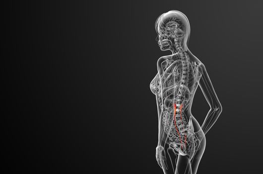 3d render medical illustration of the ureter - side view