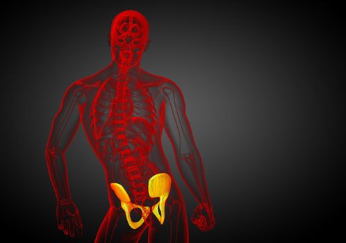 3D medical illustration of the pelvis bone - back view