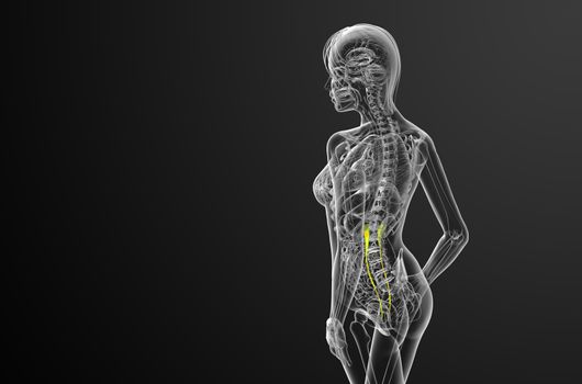 3d render medical illustration of the ureter - side view