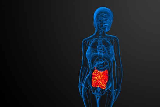 3d rendered illustration of the small intestine - front view