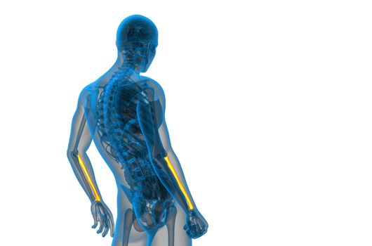 3d render medical illustration of the radius bone - side view
