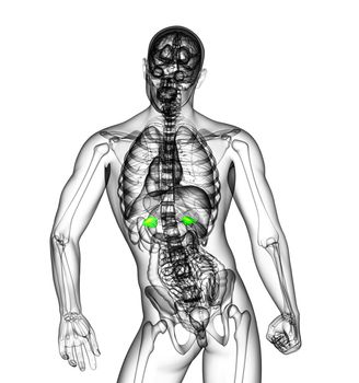 3D medical illustration of the adrenal - back view