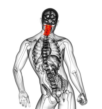 3d render medical illustration of the cervical spine - back view