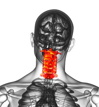 3d render medical illustration of the cervical spine - back view