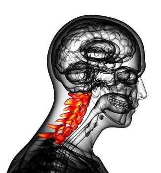 3d render medical illustration of the cervical spine - side view