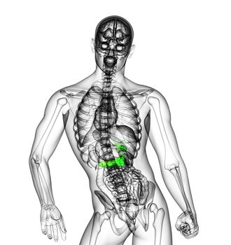 3d render medical illustration of the gallblader and pancrease - back view