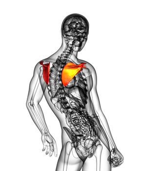 3d render medical illustration of the scapula bone - side view