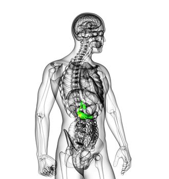 3d render medical illustration of the gallblader and pancrease - side view