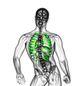 3d render medical illustration of the ribcage - back view