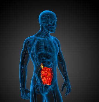 3d rendered illustration of the male small intestine - side view