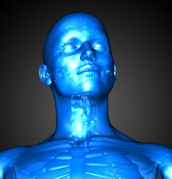 3d render illustration of the male anatomy - front view