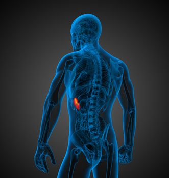 3d render medical illustration of the spleen - back view