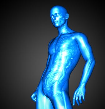 3d render illustration of the male anatomy - side view