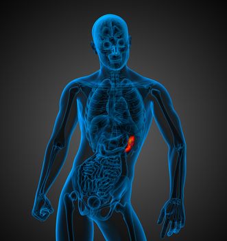 3d render medical illustration of the spleen - front view