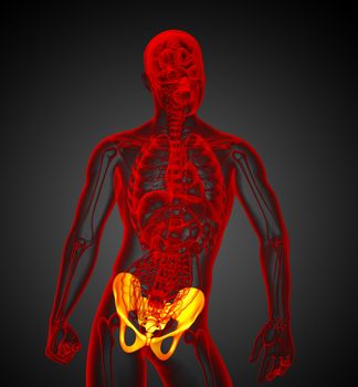 3d render medical illustration of the hip bone - front view