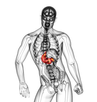 3d render medical illustration of the stomach - back view