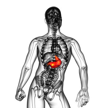 3d render medical illustration of the stomach - front view