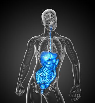3d render medical illustration of the human digestive system - front view