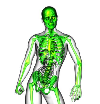 3d render medical illustration of the skeleton - front view