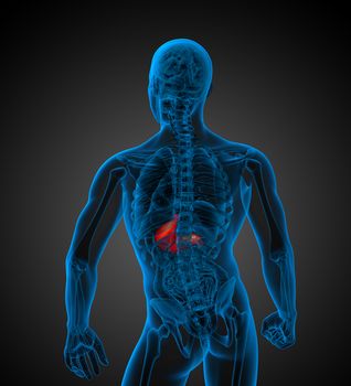 3d render medical illustration of the human stomach - back view