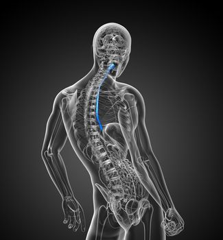 3d rendered illustration of the esophagus - back view