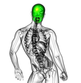 3d render medical illustration of the human skull - back