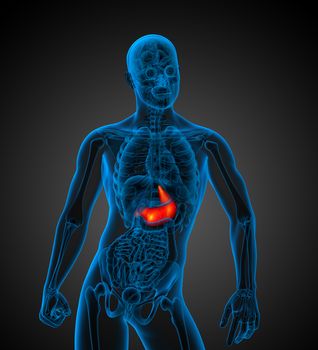 3d render medical illustration of the human stomach - front view