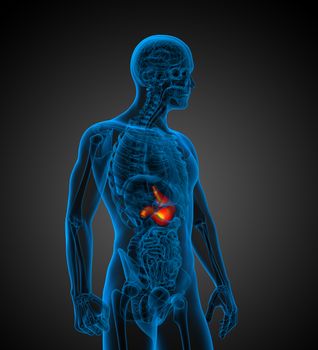 3d render medical illustration of the human stomach - side view