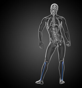 3d render medical 3d illustration of the fibula bone - back view