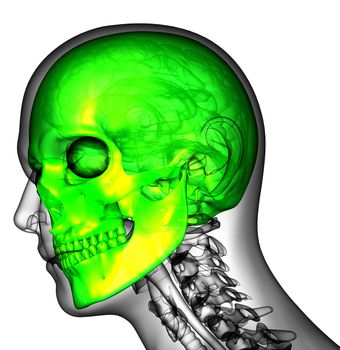 3d render medical illustration of the human skull - side view