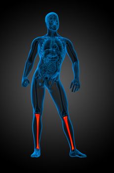 3d render medical illustration of the tibia bone - front view