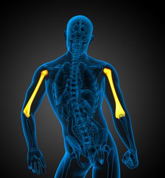 3d render medical 3d illustration of the humerus bone - back view