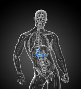 3d render medical illustration of the stomach - back view