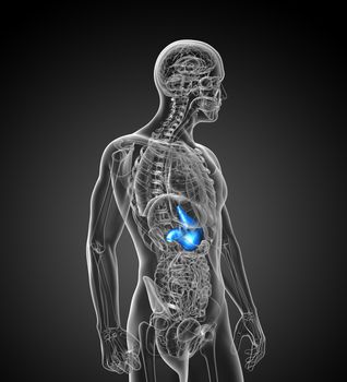 3d render medical illustration of the stomach - side view