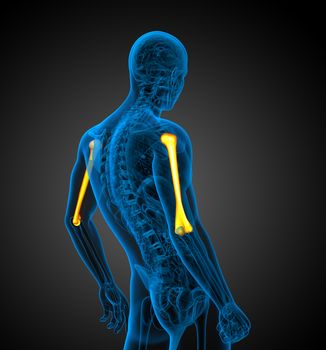 3d render medical 3d illustration of the humerus bone - side view