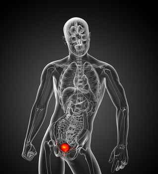 3d render medical illustration of the bladder - front view