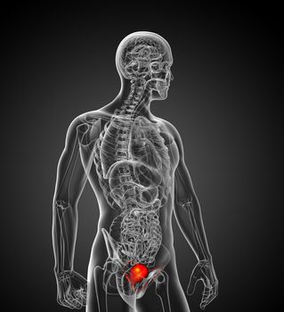 3d render medical illustration of the bladder - side view