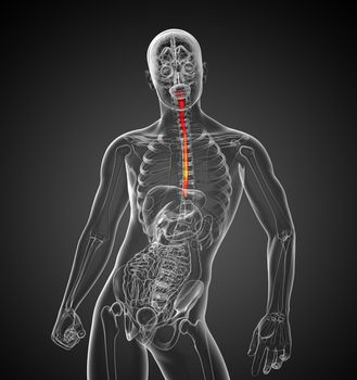 3d rendered illustration of the esophagus - front view