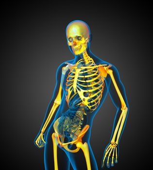 3D medical illustration of the human skeleton - side view