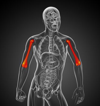 3d render medical 3d illustration of the humerus bone - front view