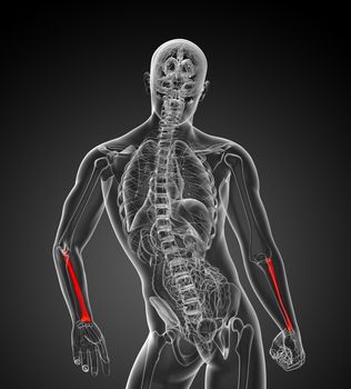 3d render medical illustration of the radius bone - back view