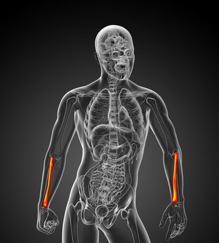 3d render medical illustration of the radius bone - front view