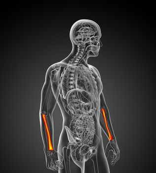 3d render medical illustration of the radius bone - side view